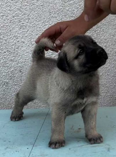 Turski Kangal tenci